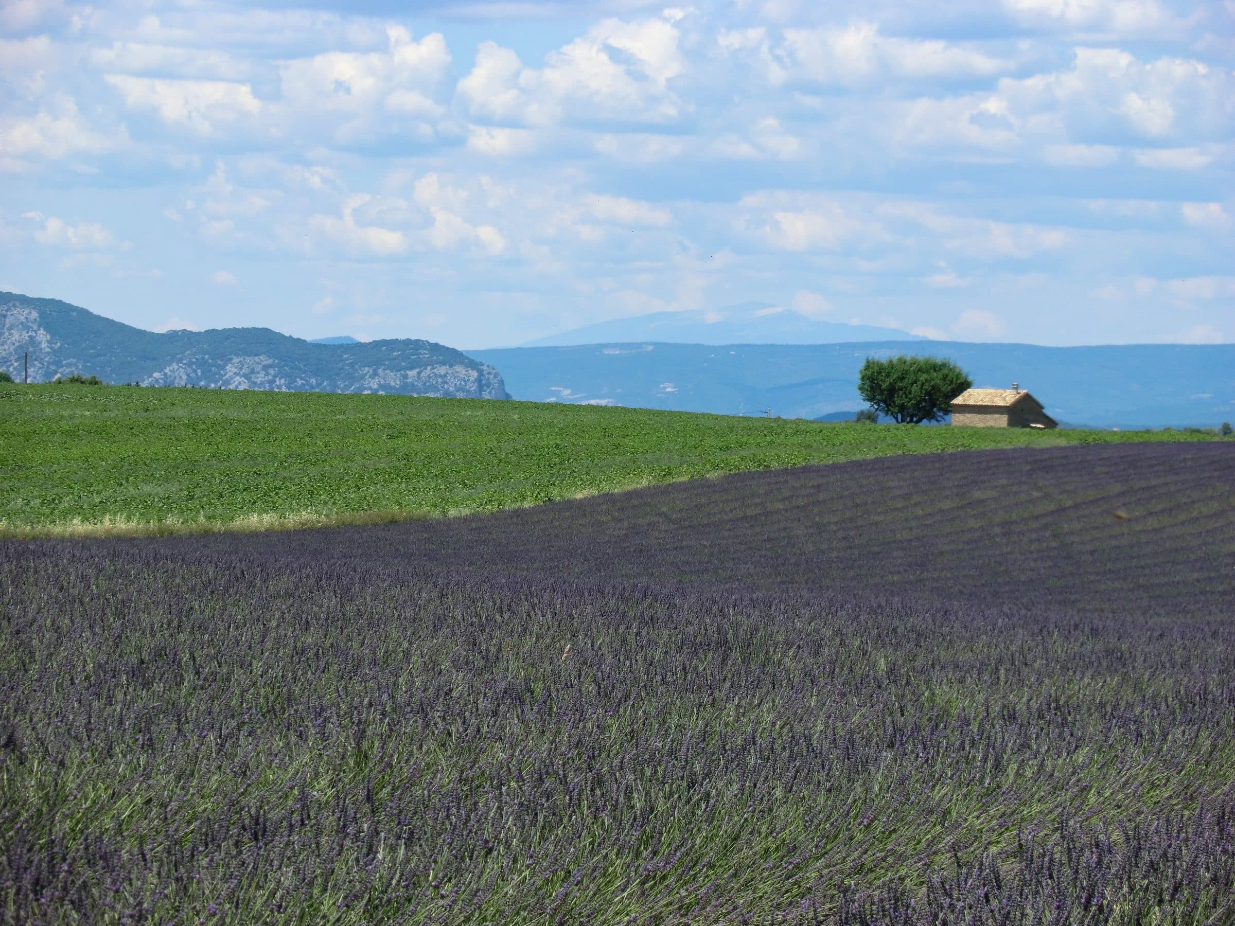 Lavender fields on the Valensole plateau, Provence